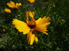 Euphoria sepulcralis