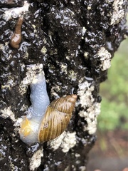 Bothriembryon tasmanicus