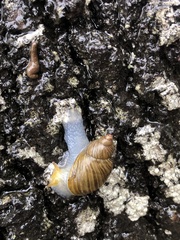 Bothriembryon tasmanicus