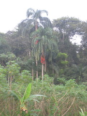 Bactris gasipaes