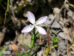 Clarkia modesta