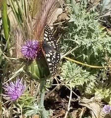 Euphydryas chalcedona