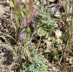 Euphydryas chalcedona