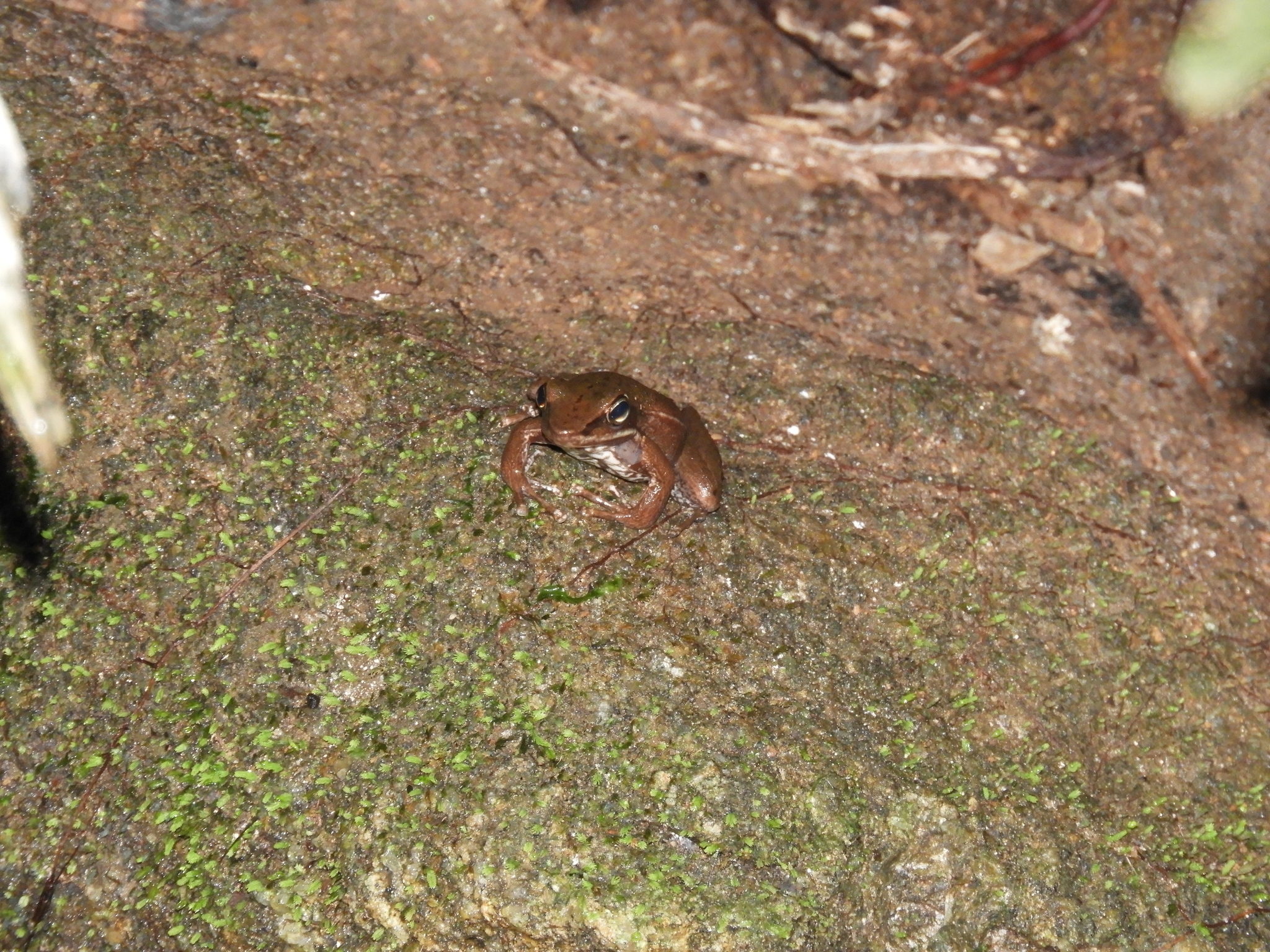 Baumann's Tree Toad photo 3