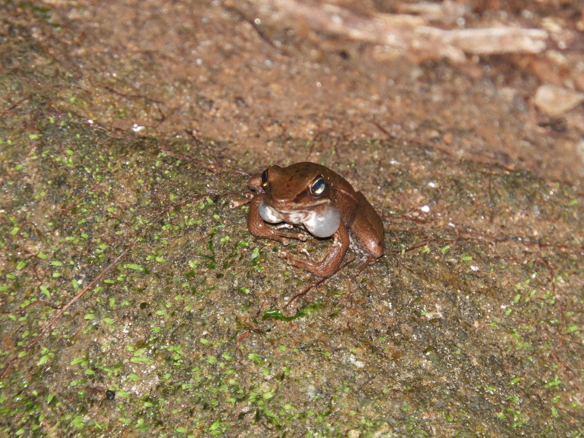 Baumann's Tree Toad photo 2
