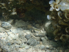 Stethojulis bandanensis