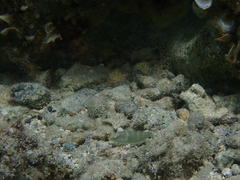 Stethojulis bandanensis