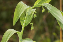 Polygonatum biflorum commutatum
