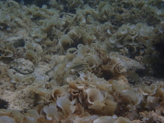 Stethojulis bandanensis