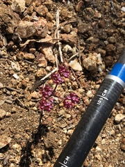 Chorizanthe staticoides