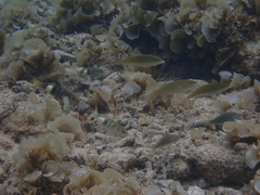 Parupeneus multifasciatus