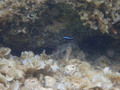 Labroides dimidiatus