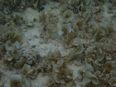 Stethojulis bandanensis