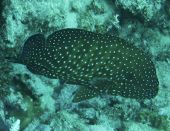 Cephalopholis cyanostigma