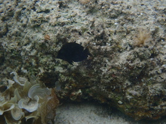 Ctenochaetus striatus