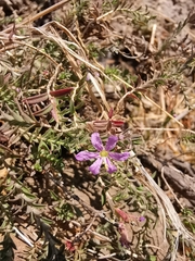 Lythrum gracile