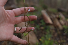 Vicia minutiflora