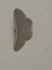 Idaea inversata