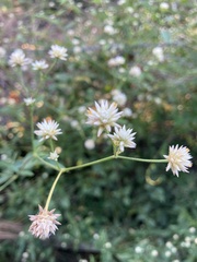 Pfaffia glomerata