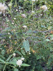 Pfaffia glomerata