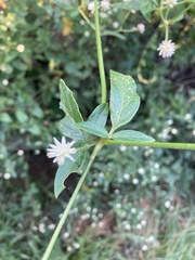 Pfaffia glomerata