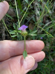 Centratherum riparium