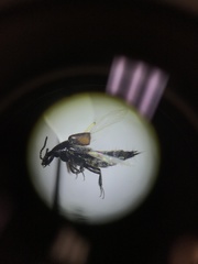 Philonthus cruentatus