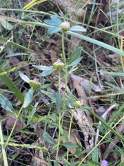 Centratherum riparium