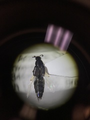 Philonthus cruentatus