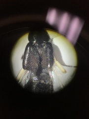 Philonthus cruentatus