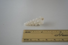 Cerithium columna