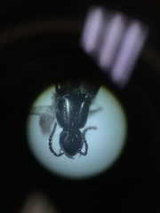 Philonthus cruentatus