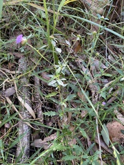 Centratherum riparium