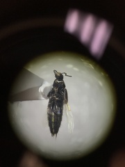 Philonthus cruentatus