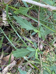 Centratherum riparium