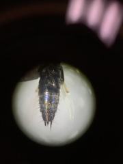 Philonthus cruentatus