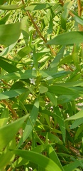Myoporum montanum