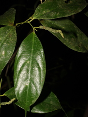 Piper urophyllum