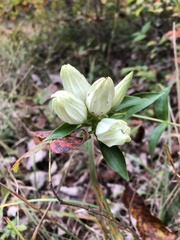 Gentiana alba