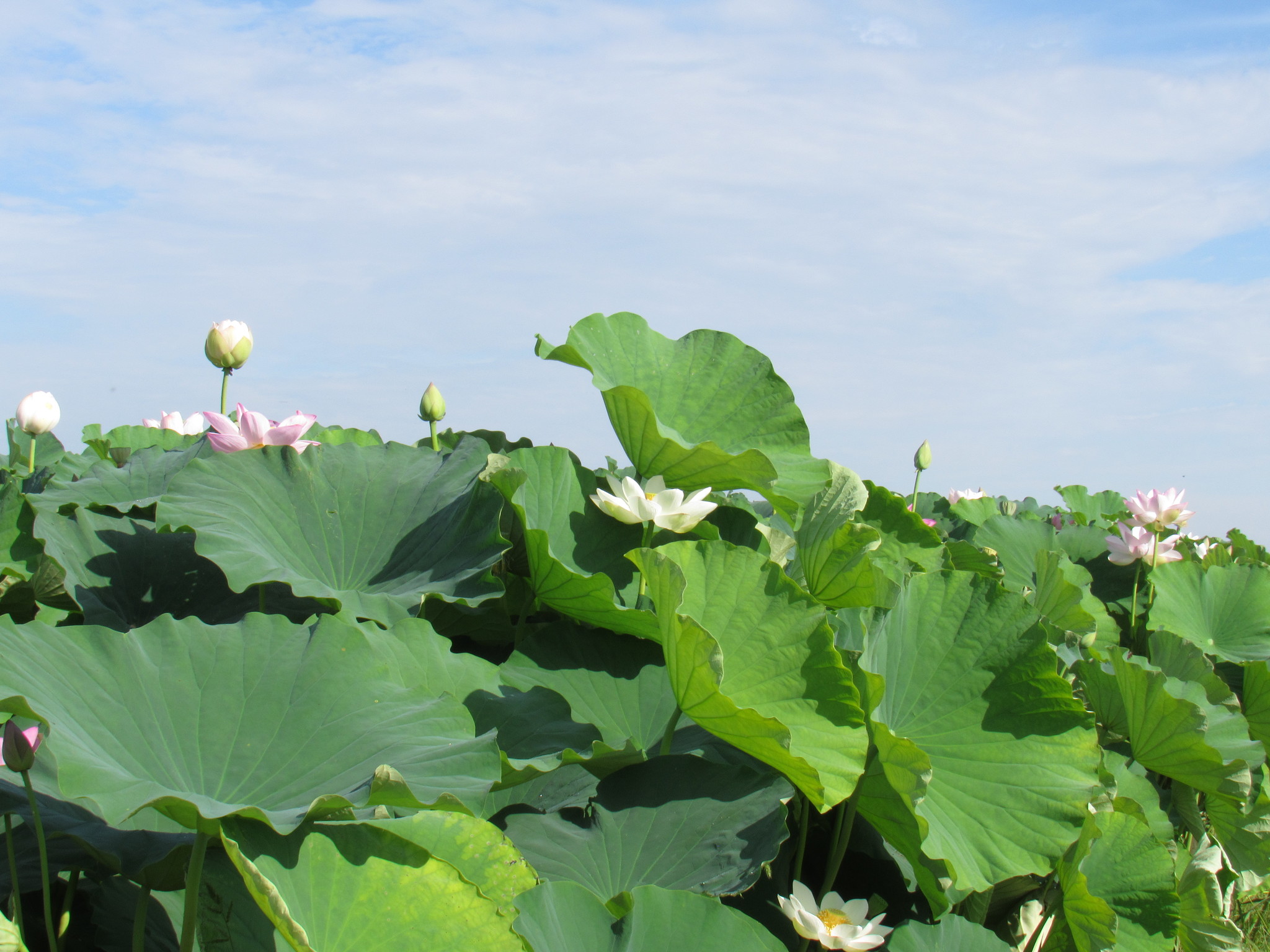 Nelumbo nucifera