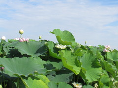 Nelumbo nucifera