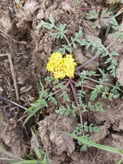 Lomatium cous