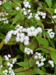 Ageratina riparia