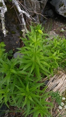 Lilium pardalinum pardalinum