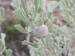 Rhopalomyia hirtipomum