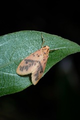 Miltochrista arcuata