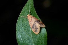 Miltochrista arcuata
