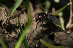Copestylum mexicanum