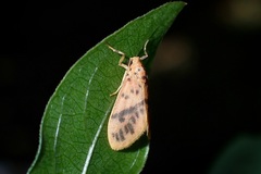 Miltochrista arcuata
