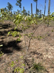 Diospyros virginiana image